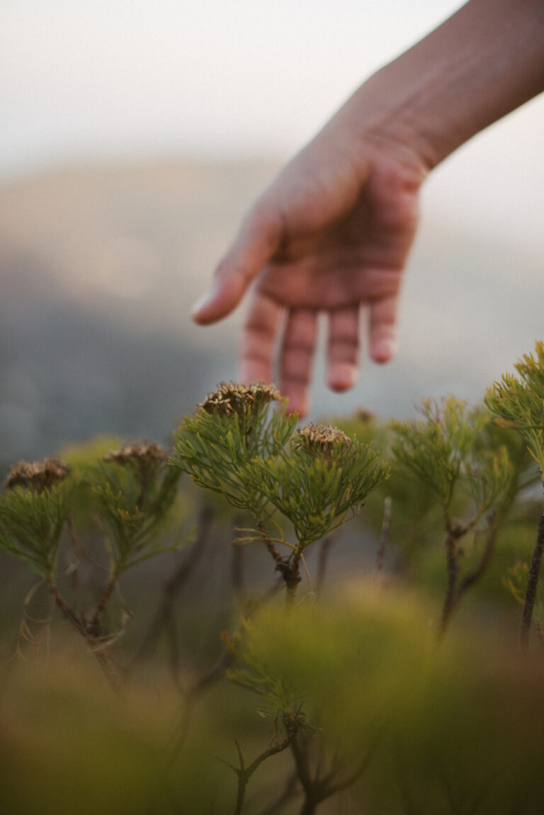 cropped-hand-woman-touching-plants